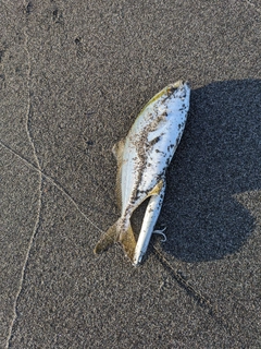 ショッコの釣果