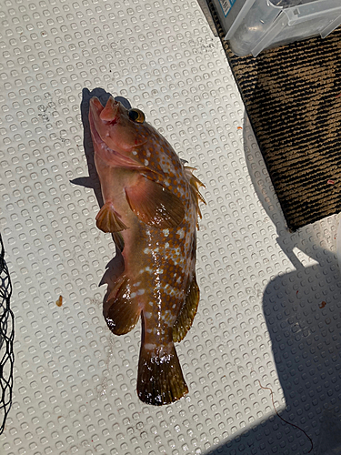 アコウの釣果