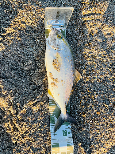 ショゴの釣果