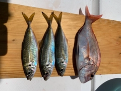 タイの釣果