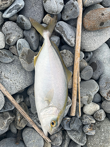 ショゴの釣果