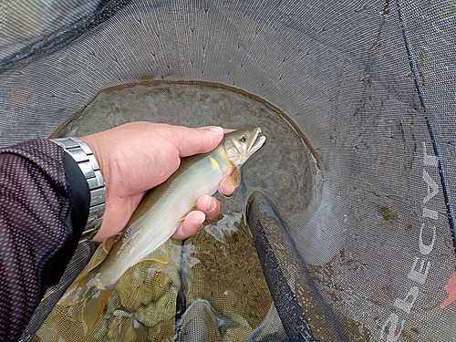 アユの釣果