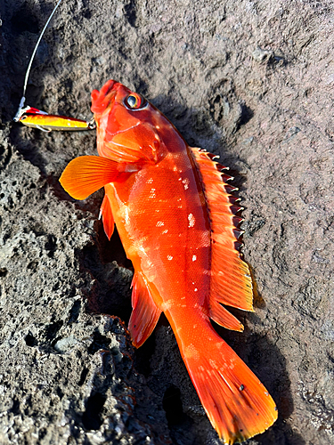 アカハタの釣果