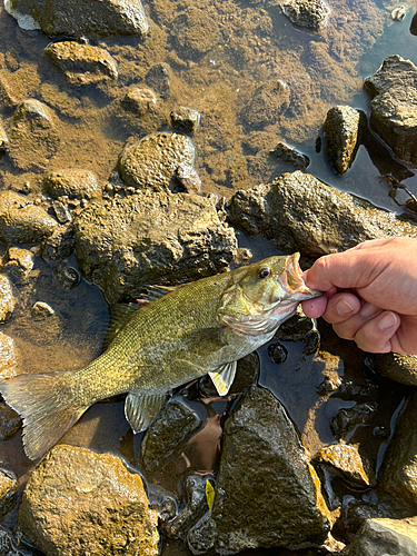 スモールマウスバスの釣果