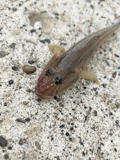 ハゼの釣果