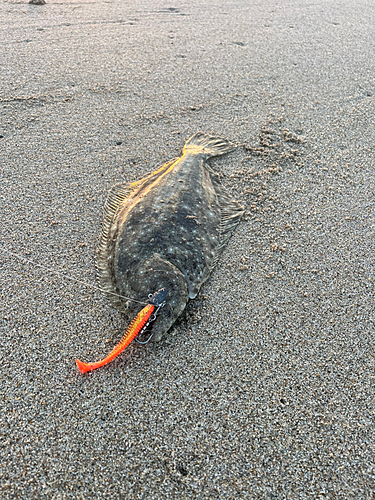 ヒラメの釣果