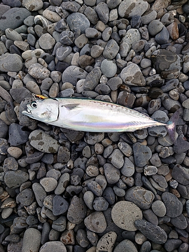 ソウダガツオの釣果