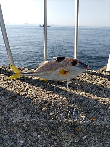 ギマの釣果