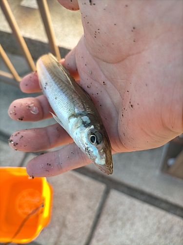 シロギスの釣果