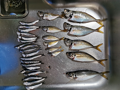 アジの釣果