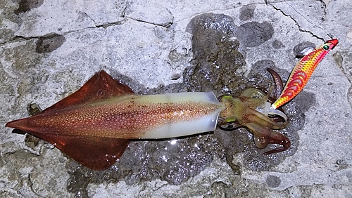 ケンサキイカの釣果