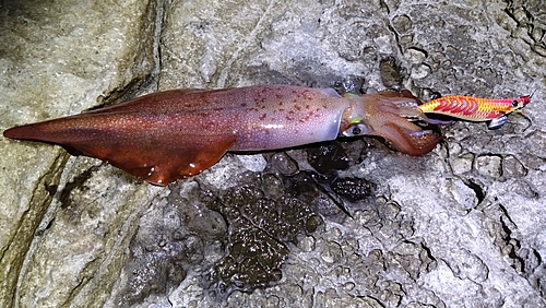 ケンサキイカの釣果