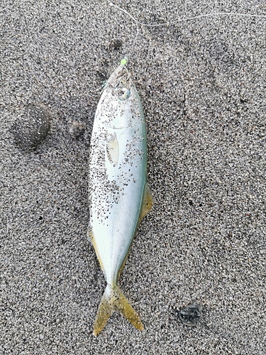 ワカシの釣果