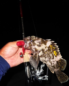 オウゴンムラソイの釣果