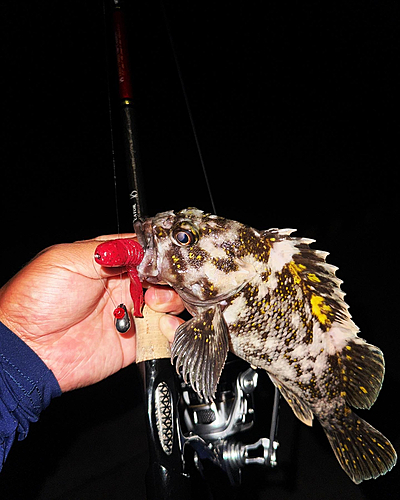 オウゴンムラソイの釣果