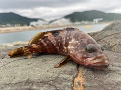 キジハタの釣果