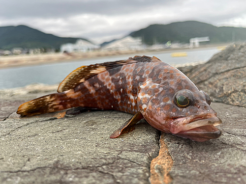 キジハタの釣果