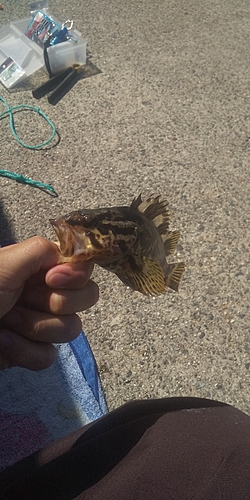 タケノコメバルの釣果