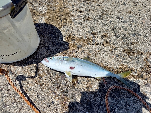 ヤズの釣果