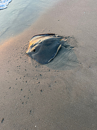 エイの釣果