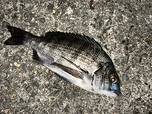 クロダイの釣果