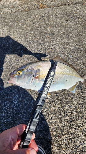 ショゴの釣果