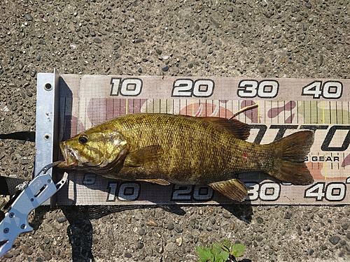 スモールマウスバスの釣果