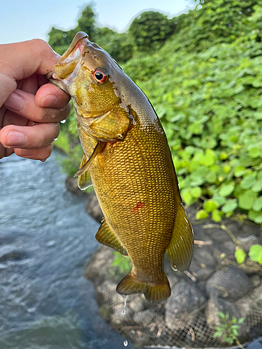 スモールマウスバスの釣果