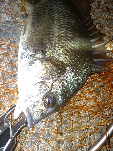 キビレの釣果