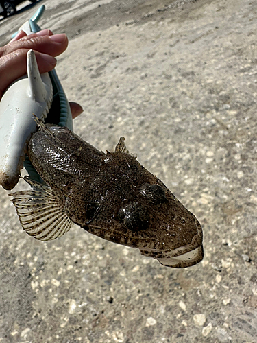 コチの釣果