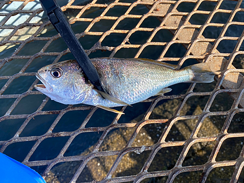 イシモチの釣果