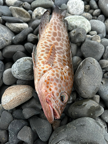 オオモンハタの釣果