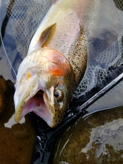 ニジマスの釣果