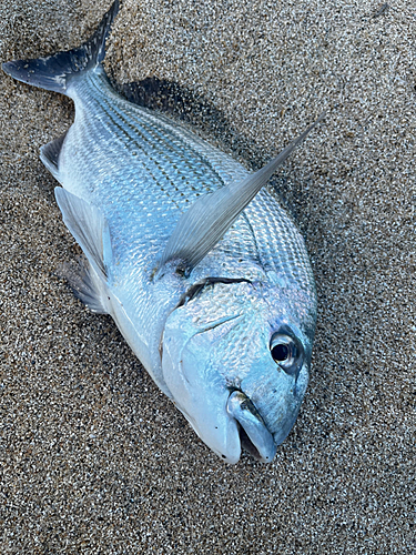 ヘダイの釣果