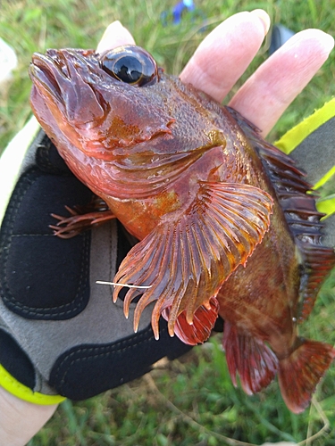 カサゴの釣果