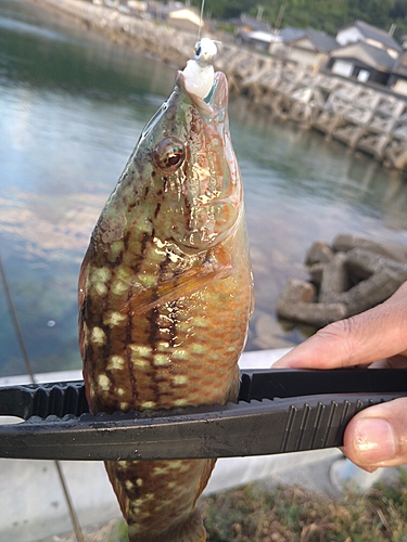 ホシササノハベラの釣果