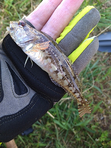 アナハゼの釣果