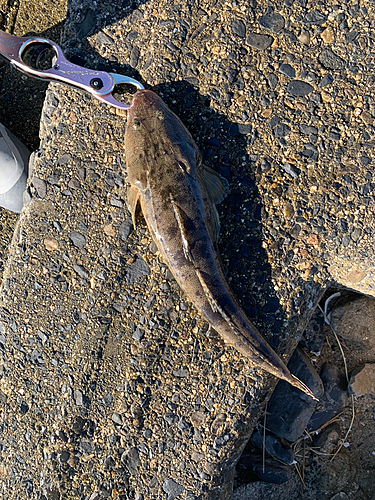 マゴチの釣果