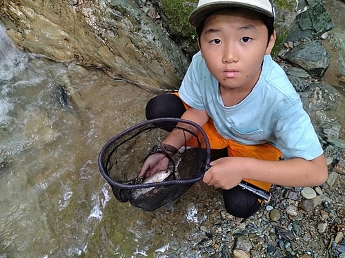 アマゴの釣果