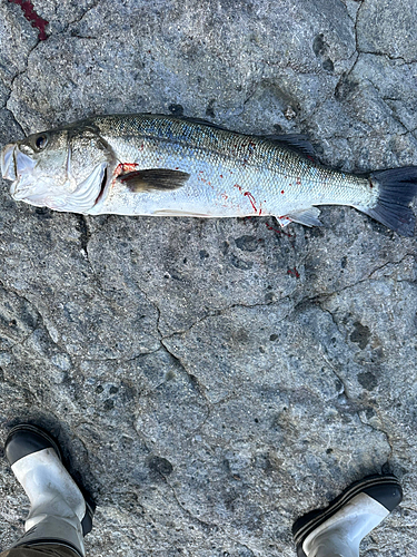 スズキの釣果