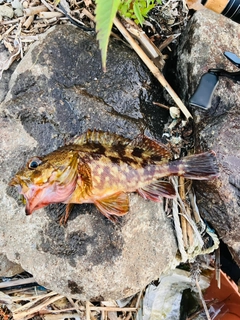 カサゴの釣果