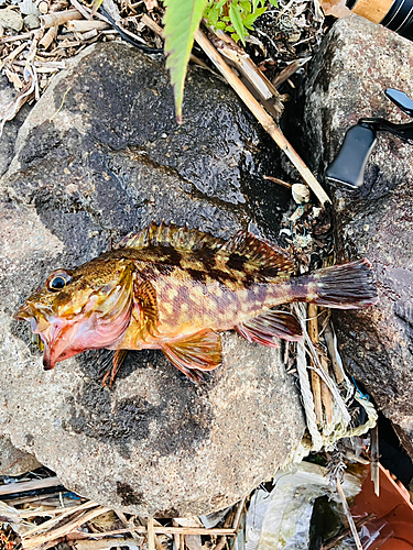 カサゴの釣果