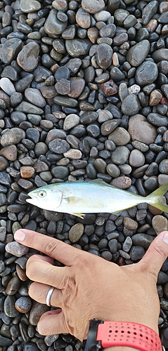 ツバスの釣果