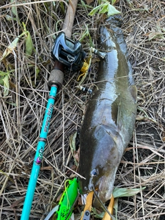 ナマズの釣果