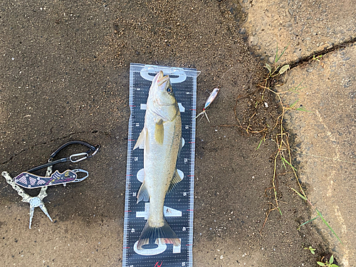 シーバスの釣果