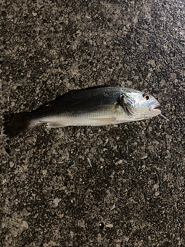 イシモチの釣果