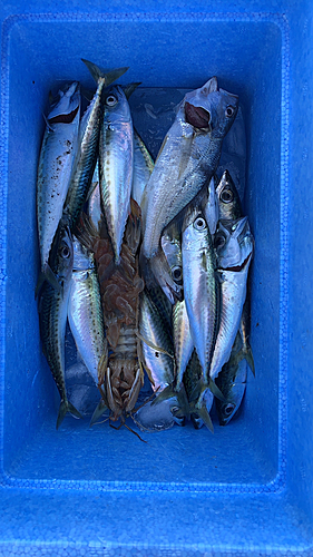 サバの釣果