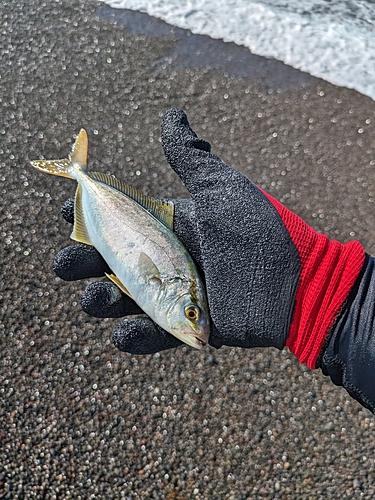 シオの釣果