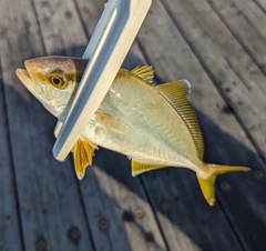 ショゴの釣果