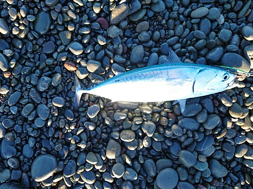 ショゴの釣果